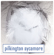 pilkington-sycamore